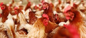 Poultry-exports-farm