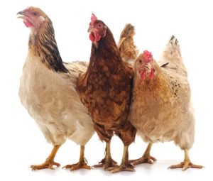 Three brown chicken isolated on white background.